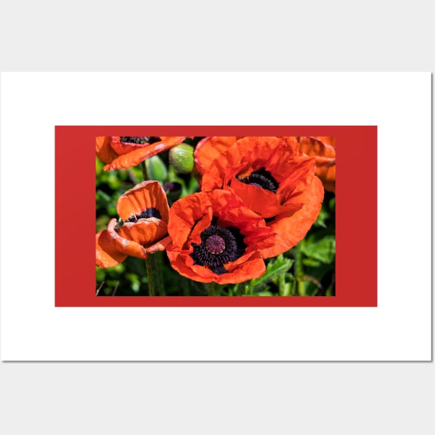 Blood Red Poppies Wall Art by Violaman